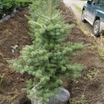 Abies koreana Blauer Pffif (jedle korejska Blauer Pffif)