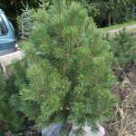 Pinus rotundata (borovice blatka)